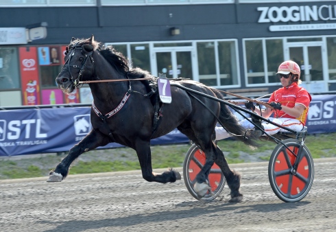 Världens bästa kallblod gör debut i ny regi och startar som stor favorit på lördag när V75 avgörs på Bergsåker. Foto av Lars Jakobsson/TR Bild